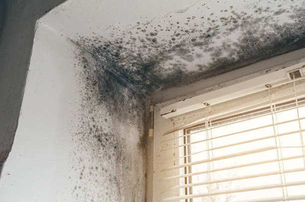Affordable Mold Removal solutions in Pennington, NJ